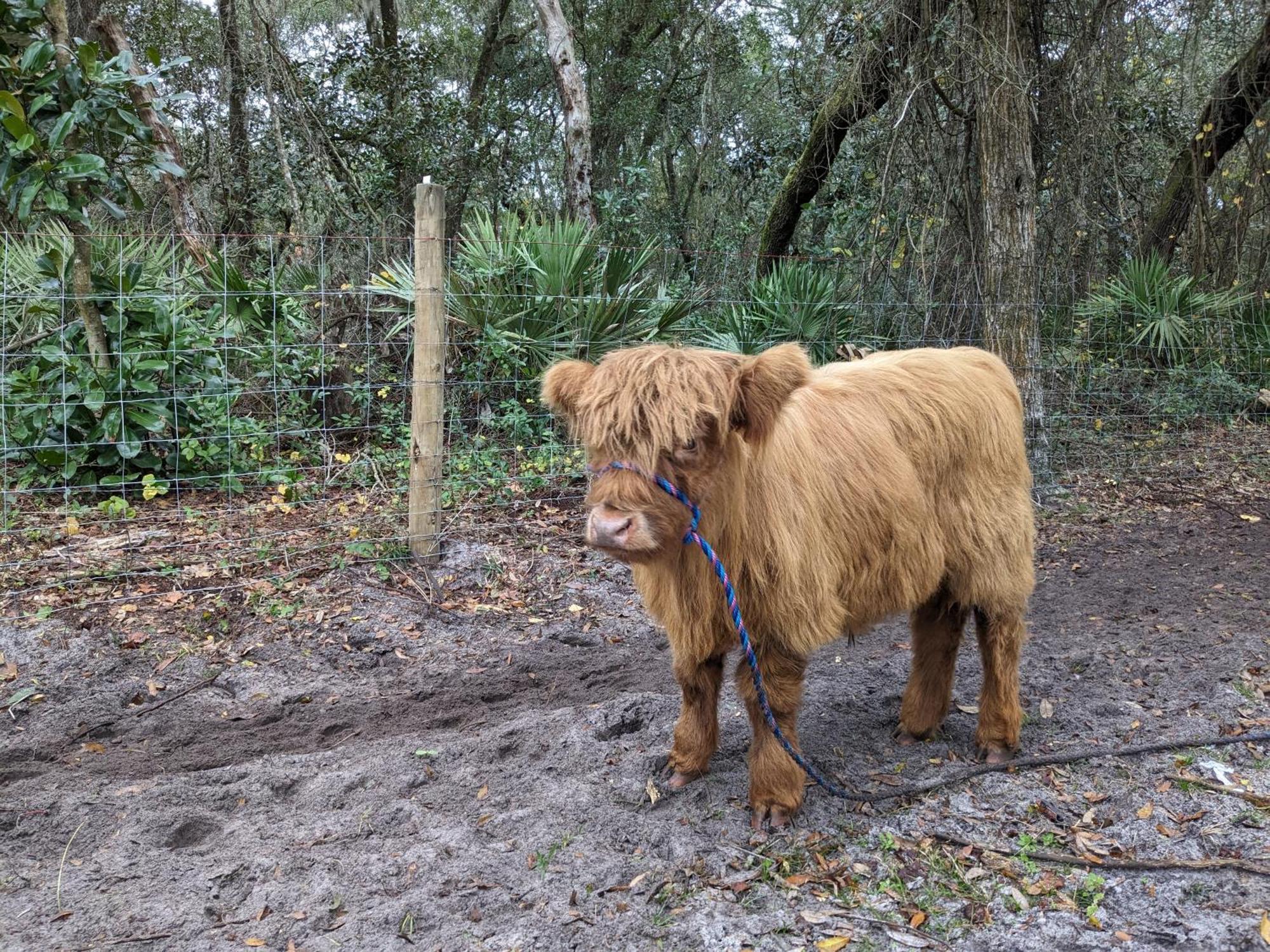 Rooterville Animal Sanctuary Melrose Εξωτερικό φωτογραφία